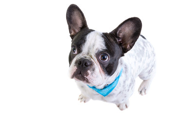 Adorable French bulldog over white background
