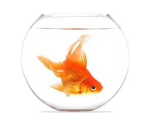 Obraz premium Goldfish floating in glass sphere