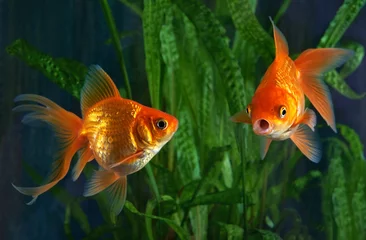 Fotobehang Goldfish, aquarium, a fish on the background of aquatic plants © Mirek Kijewski