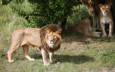 Naklejka premium Lions