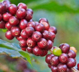 Coffee trees