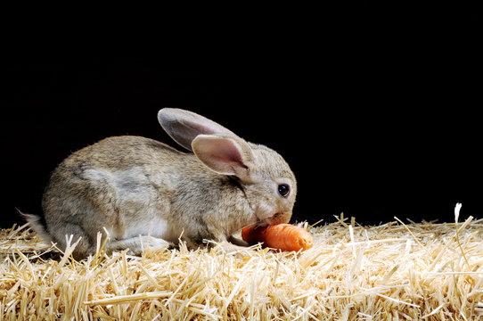 Rabbit Eating A Carrot