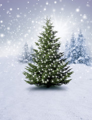 Christbaum im Schnee