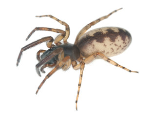 Snake-back spider, Segestria senoculata isolated