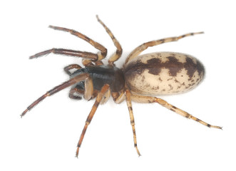 Snake-back spider, Segestria senoculata isolated © Henrik Larsson