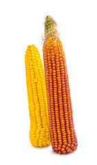 maize cobs isolated