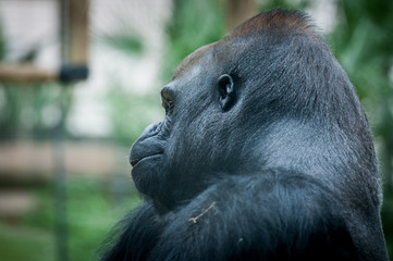 Gorille de profil