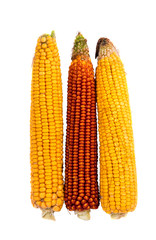 maize cobs isolated