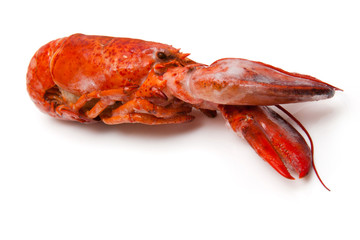 Frozen Canadian red lobster isolated on a white studio Backgroun