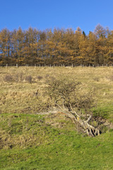 autumn larch trees