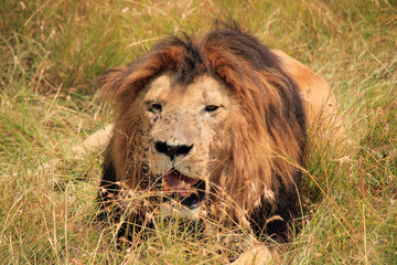 Naklejka na ściany i meble Male Lion Resting in the Grass, Maasai Mara, Kenya