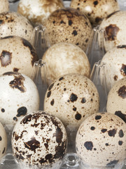 Obraz premium Quail eggs