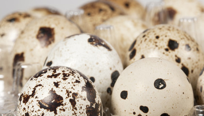 Obraz premium Quail eggs
