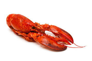 Cooked Canadian red lobster isolated on white.