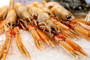 fresh crabs - shrimps