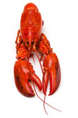 Cooked red lobster isolated on a white Background.