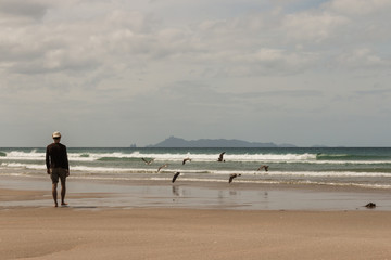 man watching seagulls flying over Pakiri beach