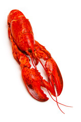 Cooked Canadian red lobster on a white background.