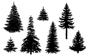 Obraz premium Zestaw z drzew iglastych, wektor i na białym tle