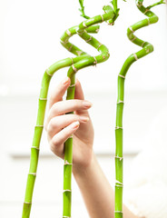 photo of woman hand touching bamboos against white background