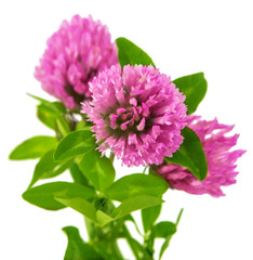 clover flowers isolated