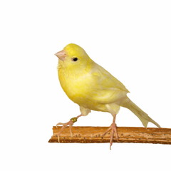 Yellow canary Serinus canaria isolated on white background