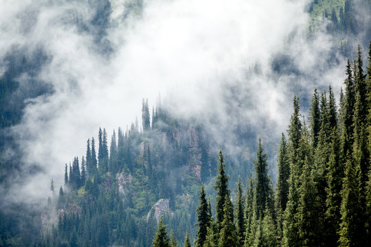 Fototapeta Fir trees covered in fog