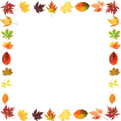 Frame of beautiful colored autumn leaves isolated on white