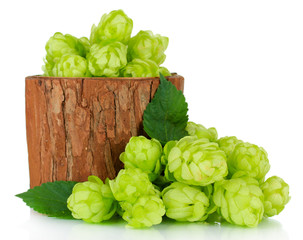Fresh green hops in wooden vase, isolated on white