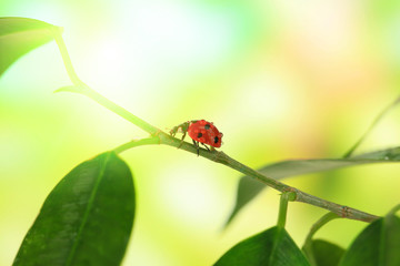 Beautiful ladybird on green plant