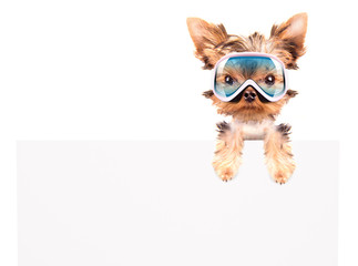 dog with ski mask above billboard