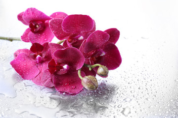 Beautiful orchids with drops