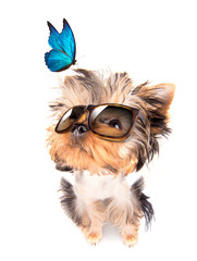dog with shades and blue butterfly
