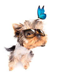 dog with shades and blue butterfly