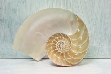 nautilus cross section © Kanea