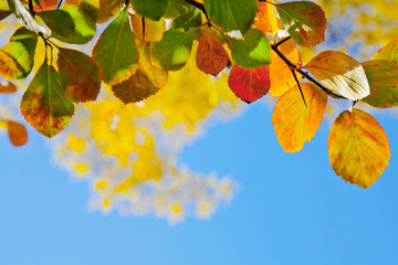 Obraz premium Abstract background of autumn leaves.