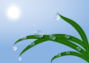 EPS10 vector dew Sunrise and fresh dewy grass. Sunny day
