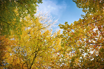 The bright colors of autumn trees.