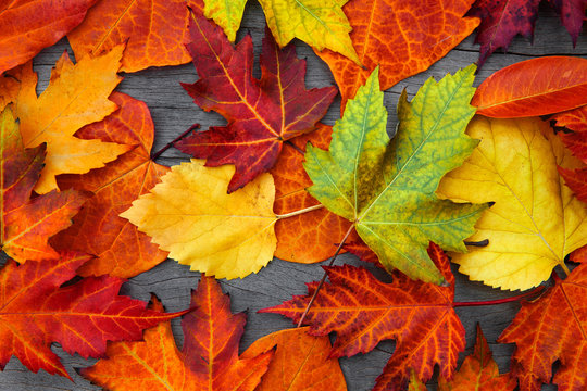 Abstract background of autumn leaves.