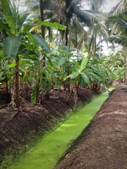 Banana and coconut plantation in a rural farm in Thailand