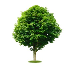 Freigestellter Kastanienbaum