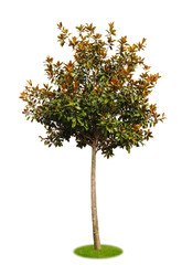 Freigestellte Magnolie