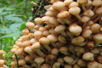 Honey agarics. Honey fungus. Mushrooms.