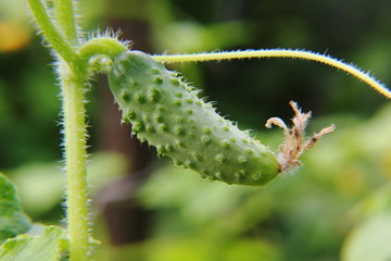 Cucumber. Vegetable garden.