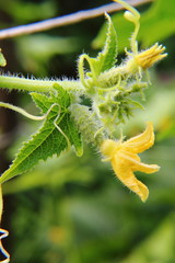 Cucumber. Vegetable garden.