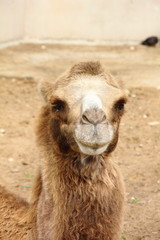 Obraz premium Camel.