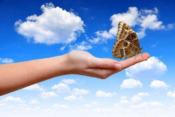 Butterfly Morpho sitting on the hand