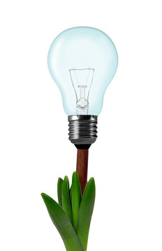 Light bulb on plant isolated on white - green energy concept