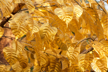 Golden ornament leaf