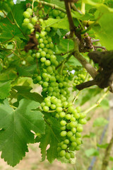 Bunch of green grapes on vine